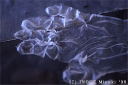 イノウエみゆきliving